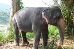 Pinnawela Elefant- Sri Lanka diekreuzfahrtblogger.de
