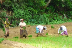 Sri Lanka Frauen auf Reisfelder diekreuzfahrtblogger.de