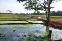 Sri Lanka -Reisfeld diekreuzfahrtblogger.de