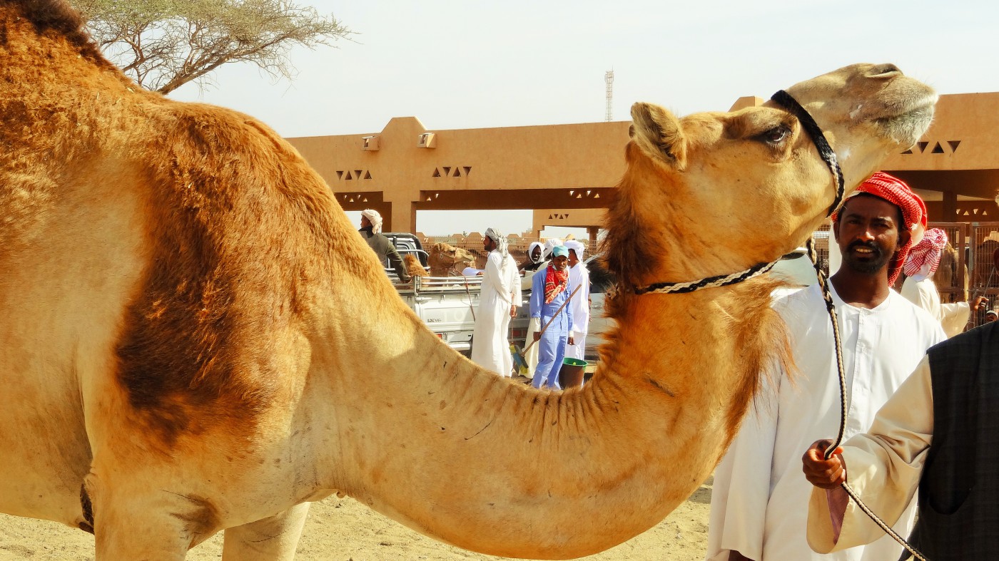 Al Ain Wüstenstadt ca. 60 Km. von Abu Dhabi entfernt.