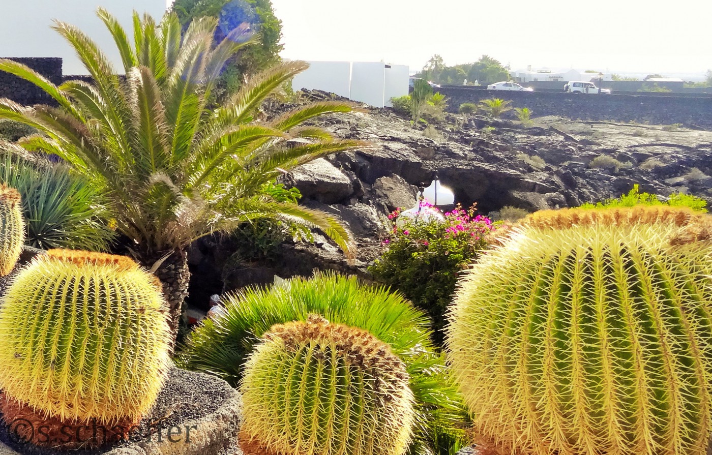 Flora und Fauna, Lanzarote
