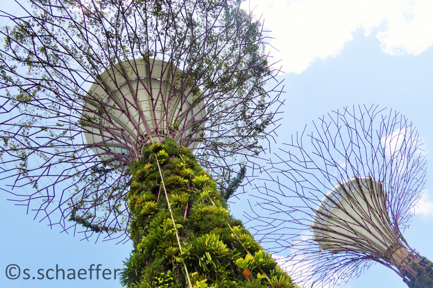 Gardens By the Bay Supertrees Singapur ©s.schaeffer