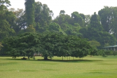 Peranediya -Botanical Garden - Java Baum - Sri Lanka - diekreuzfahrtblogger.de