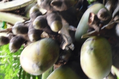 Peranediya -Botanical Garden Kanonen Kokosnüsse - Sri Lanka - diekreuzfahrtblogger.de