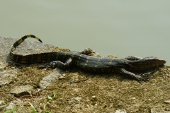 Peranediya -Botanical Garden Riesenleguan- Sri Lanka - diekreuzfahrtblogger.de
